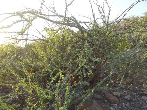 Pichilingue (Fouquieria burragei) — Spadefoot Nursery, Inc.